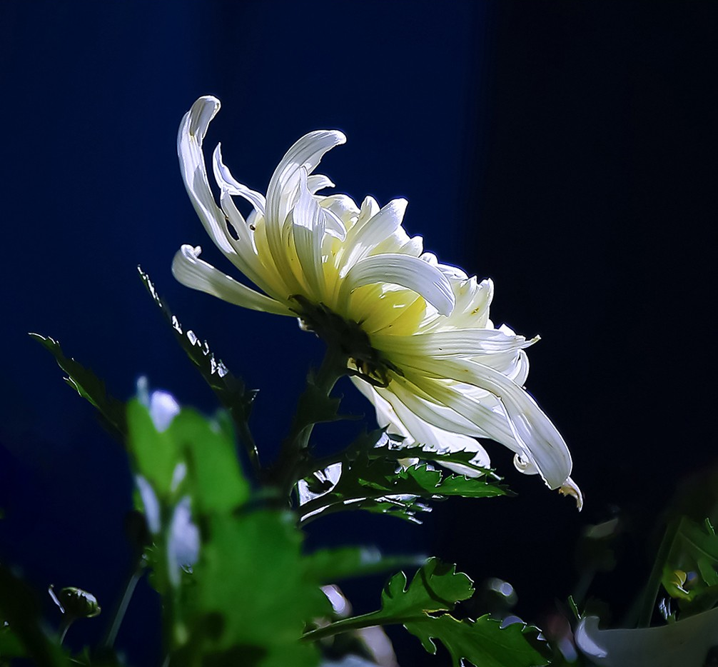 怎样拍出黑色背景照片?掌握4个关键方法,没有你想象那么难