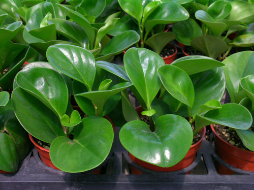 家居装饰中具有较高价值的小型观赏植物——豆瓣绿