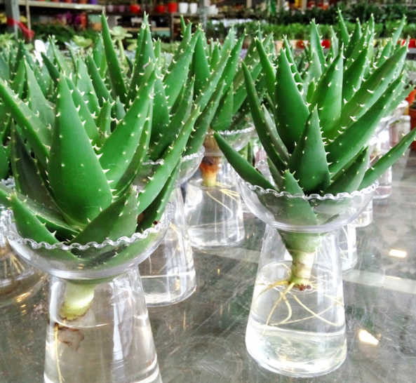 厨房里养这3种花,可以净化油烟,净化空气,还能释放氧气