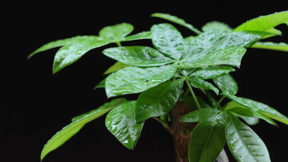 |我们办公室种了一颗巴西木，你们办公室呢？身为老板的你想在办公室种植什么呢？