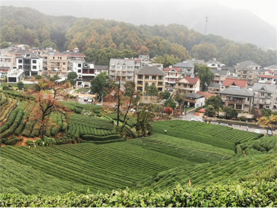 茶园|杭州龙坞茶村，与城市无限接近，却也有可以洗刷眼睛的茶园美景