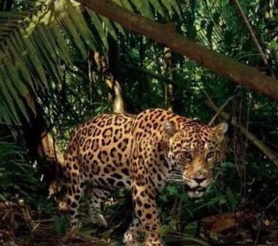 亚马逊雨林万千生物中，六种动物是动物王国顶端，一种比一种致命