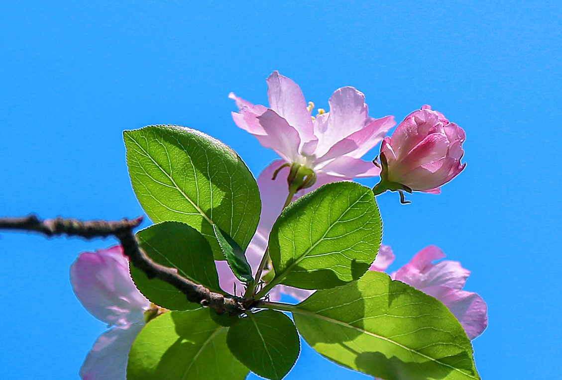 用摄影的方式,记录姹紫嫣红的春天,你喜欢这些照片吗?