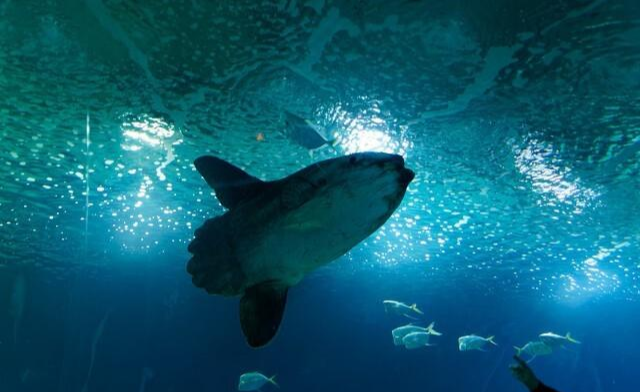 |放生大海的鱼,为什么要在鱼肚子上捅一个洞?