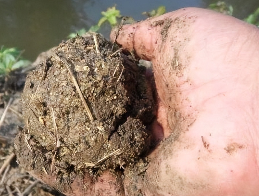 |打窝之后马上下杆，还是等许久再下杆？其中有什么差别？