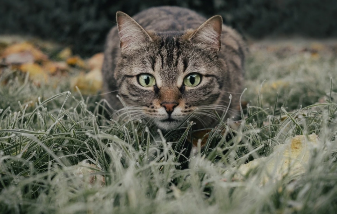 脂肪肝 猫减肥要注意!不吃饭原因和可能出现3种脂肪肝问题!