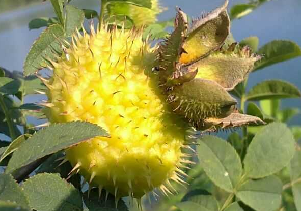 口腔溃疡|肝不好气不顺生百病！老中医送你一张方子，疏通肝气，消郁除积