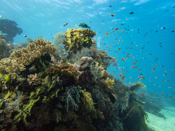 人类发现的最大的化石群——红海生物群