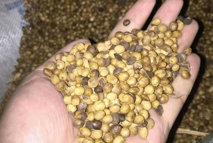 口腔炎|32岁女子，只因常吃1“零嘴”，甲状腺结节1.2降至0.5，医生：值得借鉴！