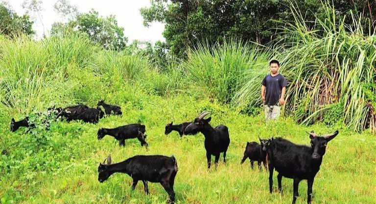黑山羊是“恶魔”?别傻了,都是训练出来的
