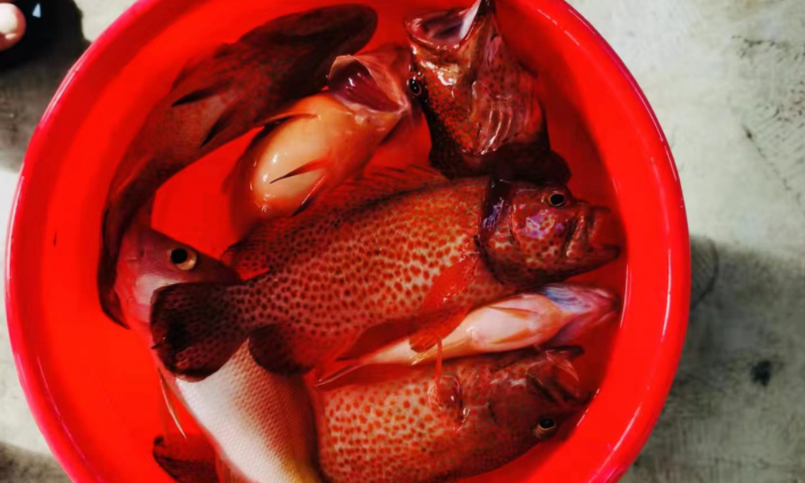 台湾|做海员在乎的不是几万一个月的工资，而是天天都能钓各国有趣的鱼