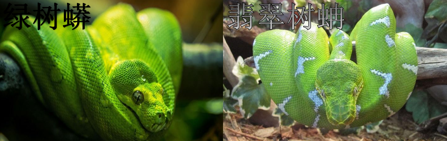 「盘点」身披七彩黑鳞、自带“驱虫”香气,蛇界的颜值担当们