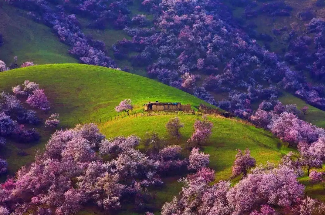 美丽|花海的美丽谁能不晓，这些罕为人知的美景不去看看？带上那个他一起吧