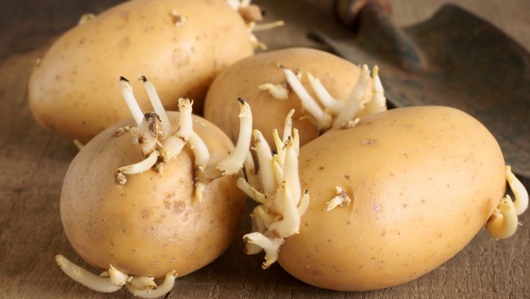 卫生组织呼吁:停止食用“2素食”,吃一口等于10斤辣椒,趁早扔掉