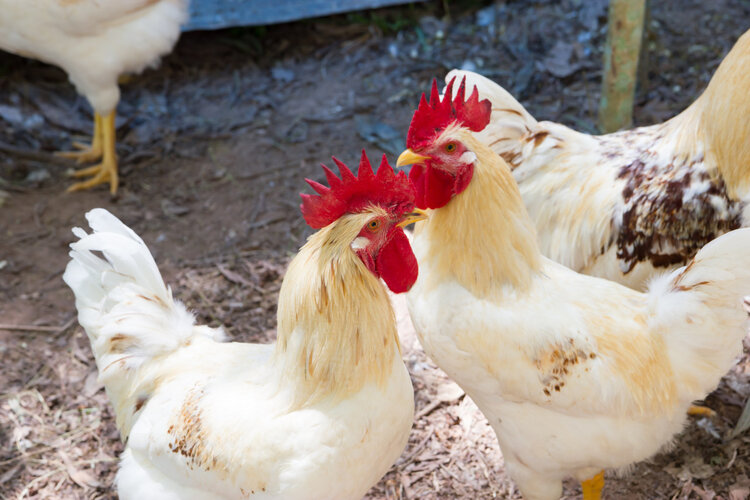 性早熟|牛津大学研究:吃鸡或会增加3种癌风险,鸡肉到底还能不能吃呢?