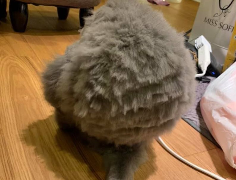主人帮剪毛，喵爸看不下去一出手却像被狗啃，猫咪：问过我感受？