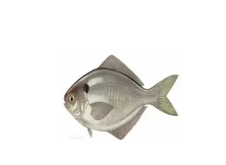 外形可爱却暗藏危机,在海里看见它赶紧跑!