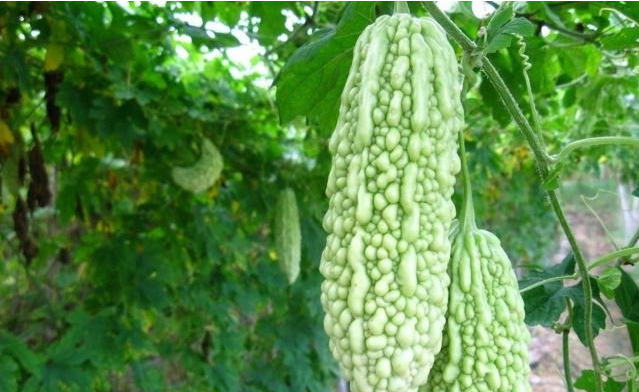 热射病|苦瓜身上有一宝,养护肾脏,平稳血糖,但不要和它一起吃!