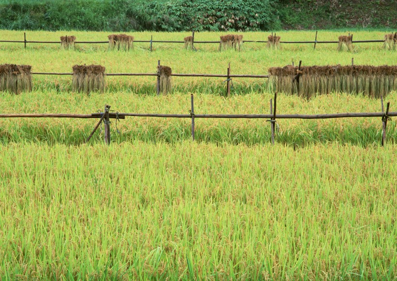 湖北省|8月上旬,桃花扑面的4星座,遇见对方就嫁了吧
