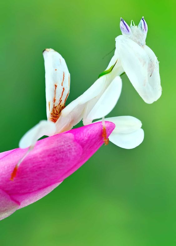神奇的大自然，那些美丽的生物：妖艳杀手之兰花螳螂