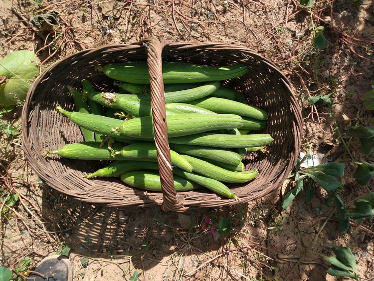 丝瓜|乳腺的“保护伞”出现,不是婆婆丁、丝瓜,坚持每天吃,乳腺会感谢你