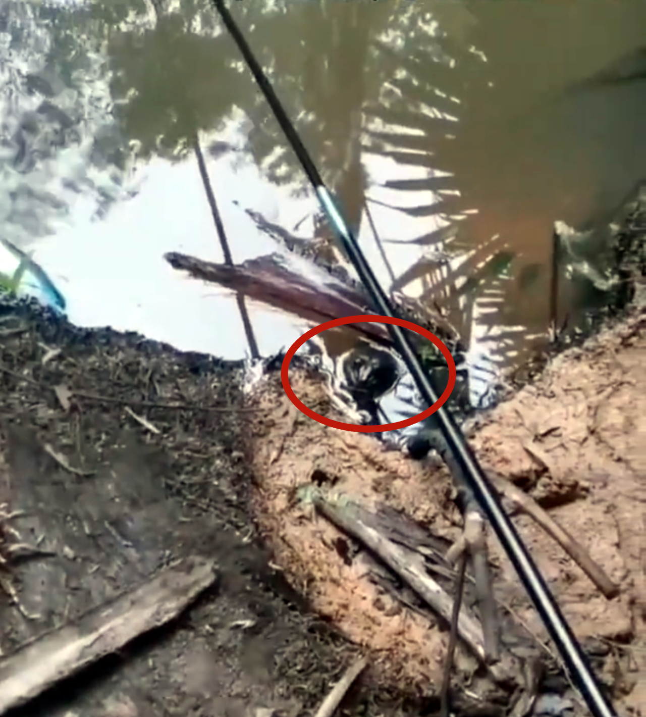 |钓鱼归钓鱼，不要把自己搞到牢里去了！男子钓鱼无口玩出了新花样