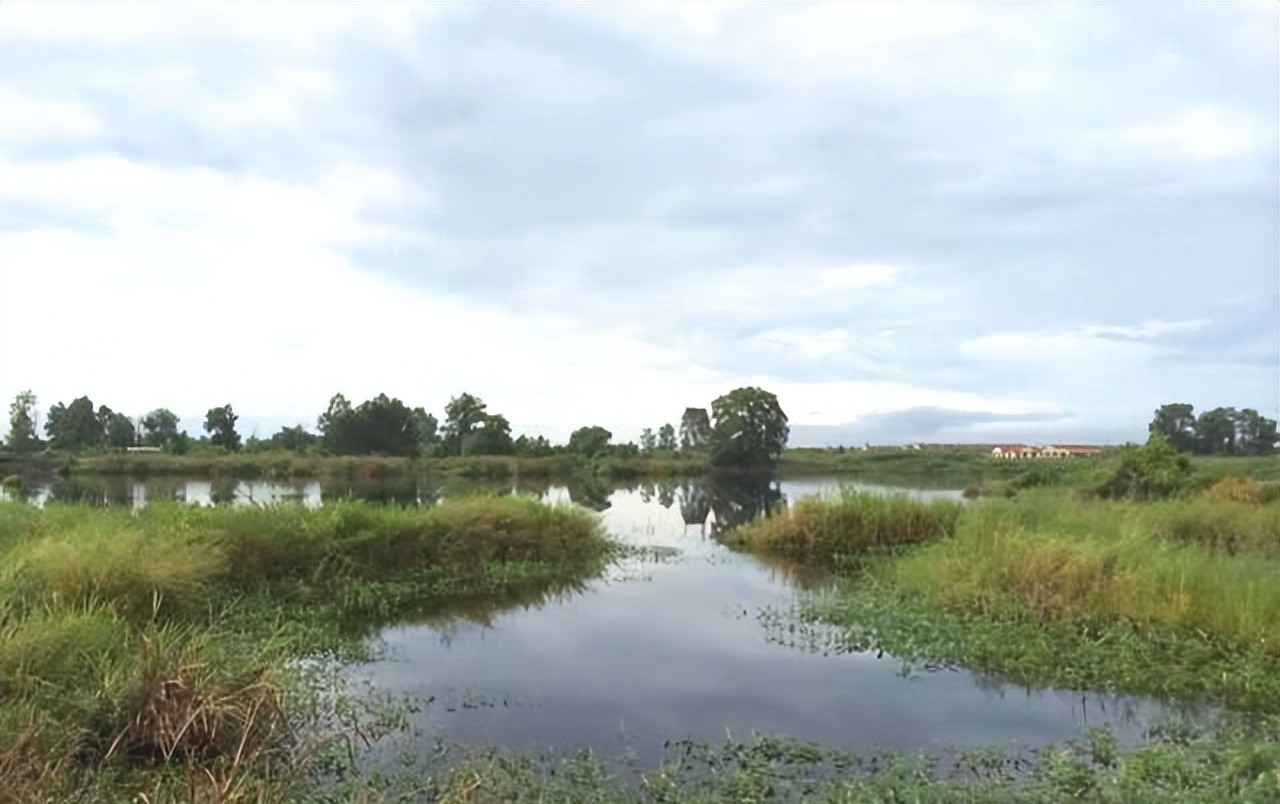 |夏季钓黑鱼，只能路亚？提前打几个窝子，手竿也能钓不少