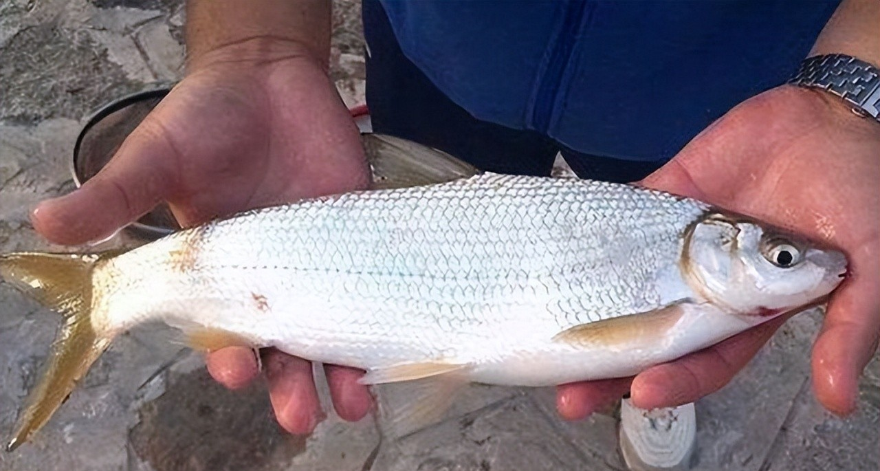 |5月份垂钓黄尾鲴,如何打窝、调漂?听听两位垂钓大师怎么说