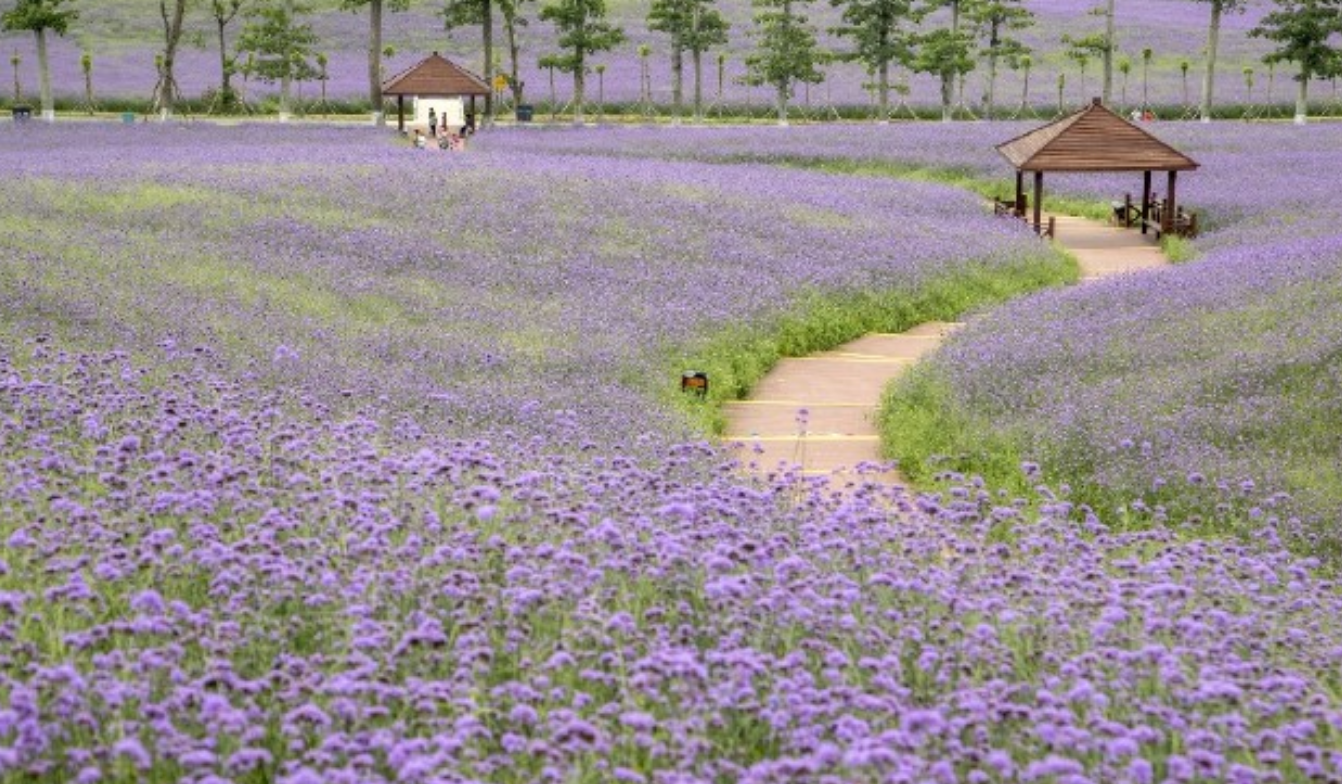 荷花|来宾，不仅仅有石林和秀水，一起来看看吧！