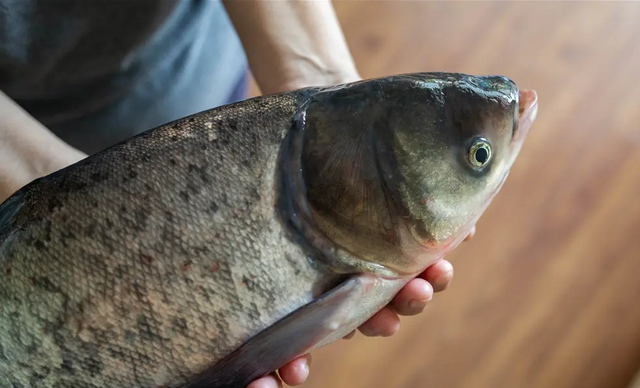 鲢鳙|野外垂钓鲢鳙，如何诱鱼效果更佳？看看“王者之战”选手怎么做