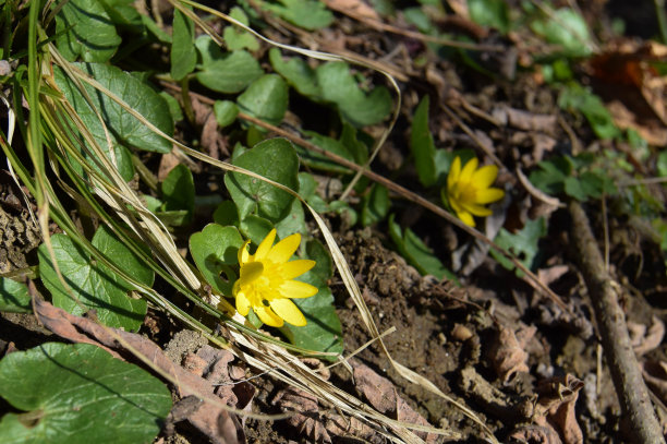 生肖|往后3天,思你成疾,情难自控,心起涟漪,再度相爱,幸福到老