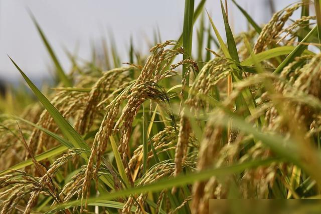 济南|农村大面积的信息化,农村的“互联网+”建设取得效果