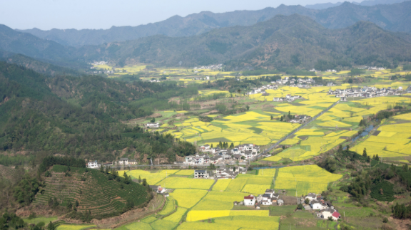 青白江|黄山和徽派古镇6日游如何安排行程?趁着小长假体验不一样的徽州文化