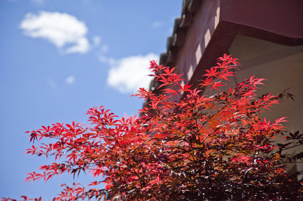 杭州|大理、丽江、香格里拉各有什么地方?