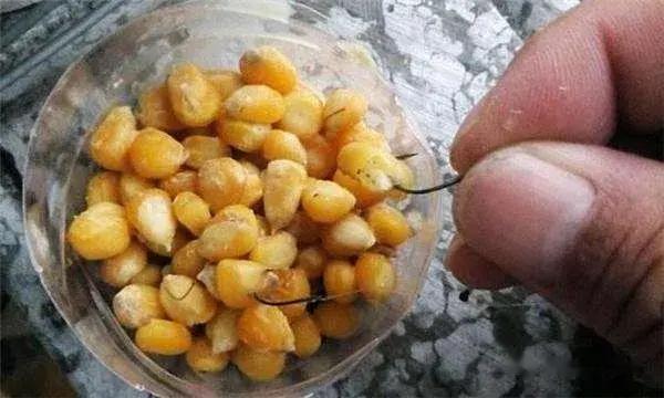 玉米|春末夏初钓大鱼季来临,专钓大鱼的发酵玉米制作方法免费奉献