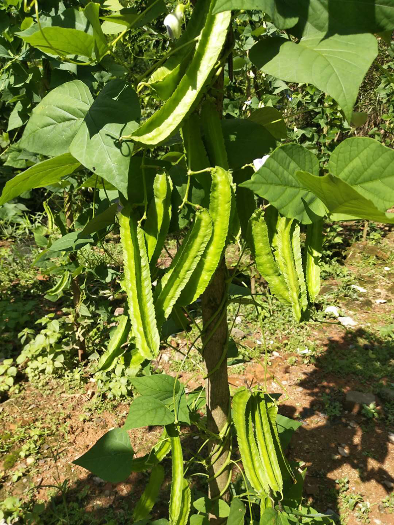 补钙|它是天然“泻药”，两天吃一盘，补钙刮油小蛮腰回来了，越吃越瘦