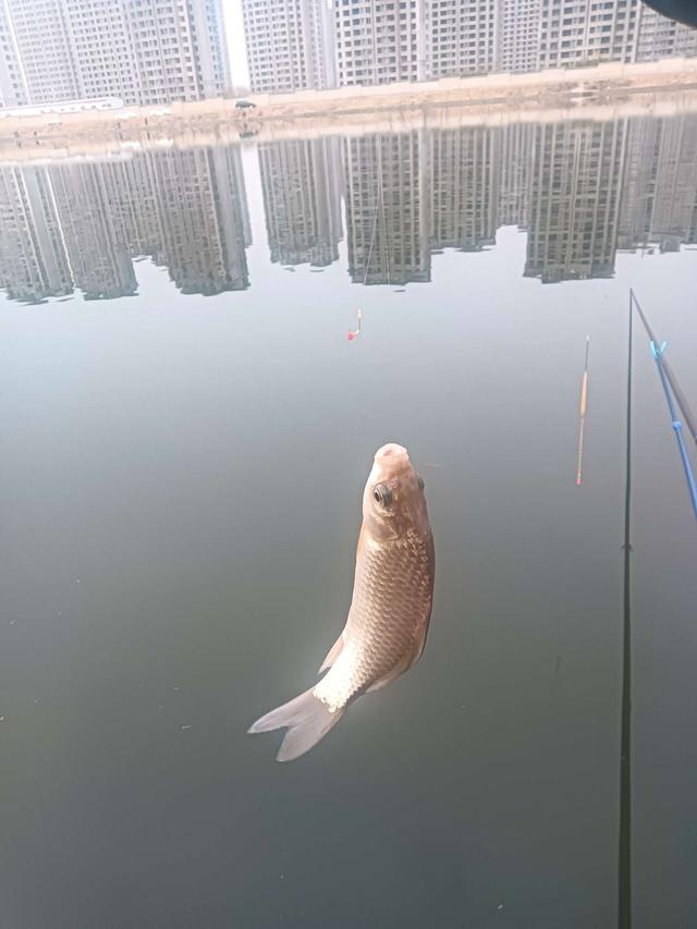 饵料|2023第一钓，面食配红虫，上鱼不再愁