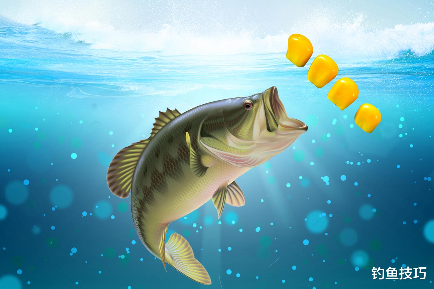 饵料|钓鱼时如何找到鱼?找鱼的核心是了解鱼窝和鱼道的关系