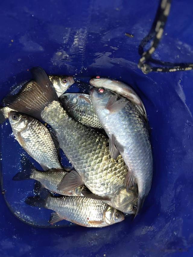 瓜子|钓鱼日记——2023年6月3日（巩华城夜钓）