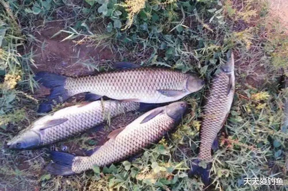 野钓草鱼饵料配方大全,饵料对了口,大鱼才会跟着走