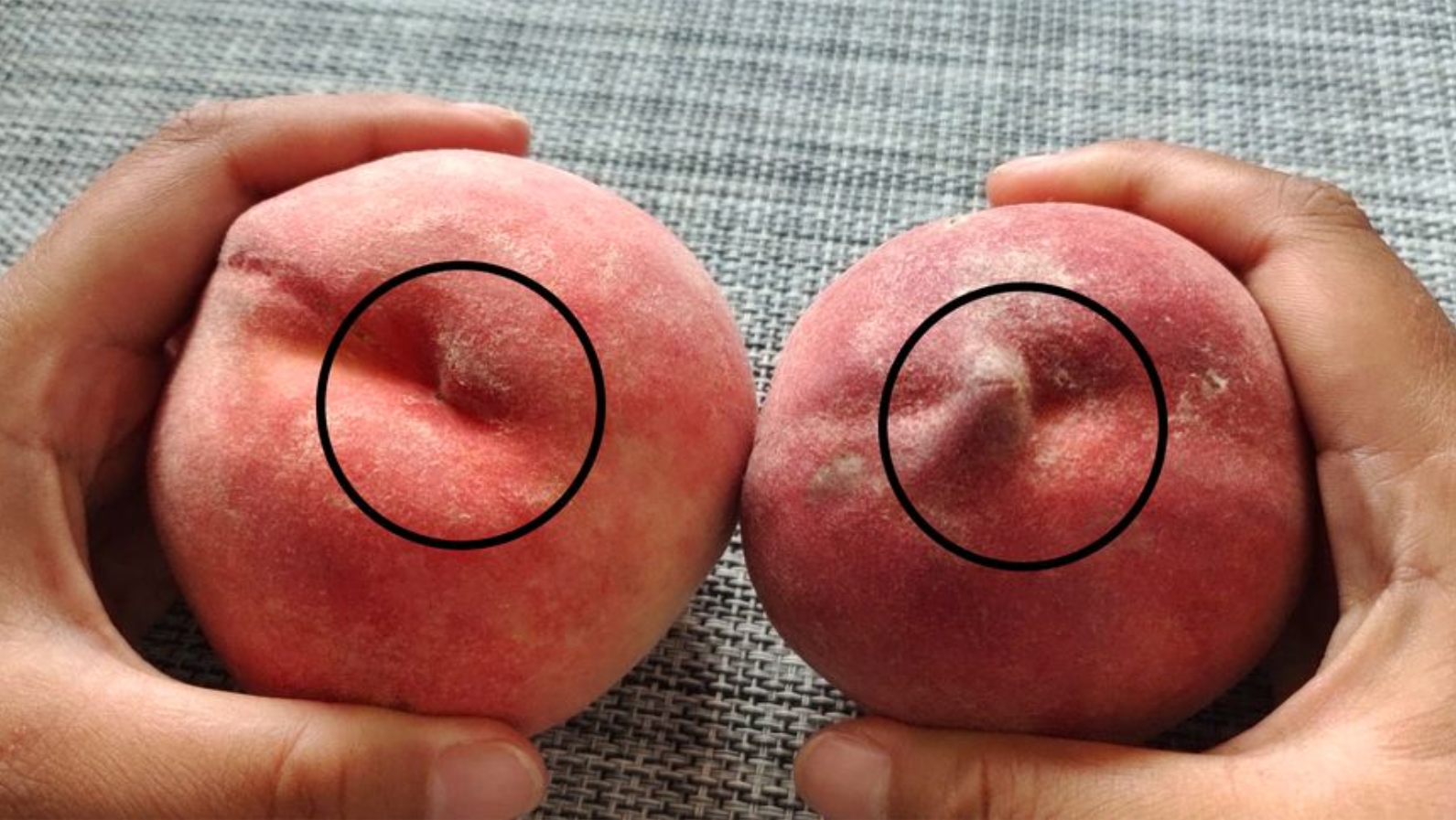 面粉|桃子甜不甜,挑选桃子只要瞧一眼这,一挑一个准,保证香甜又多汁