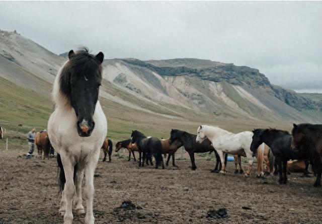 马肉|全球每年宰杀约470万匹马,为何国人却很少吃马?马肉不好吃吗?