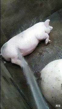 |“我老婆很像范冰冰,你们是不是嫉妒了?”评论区精彩了!