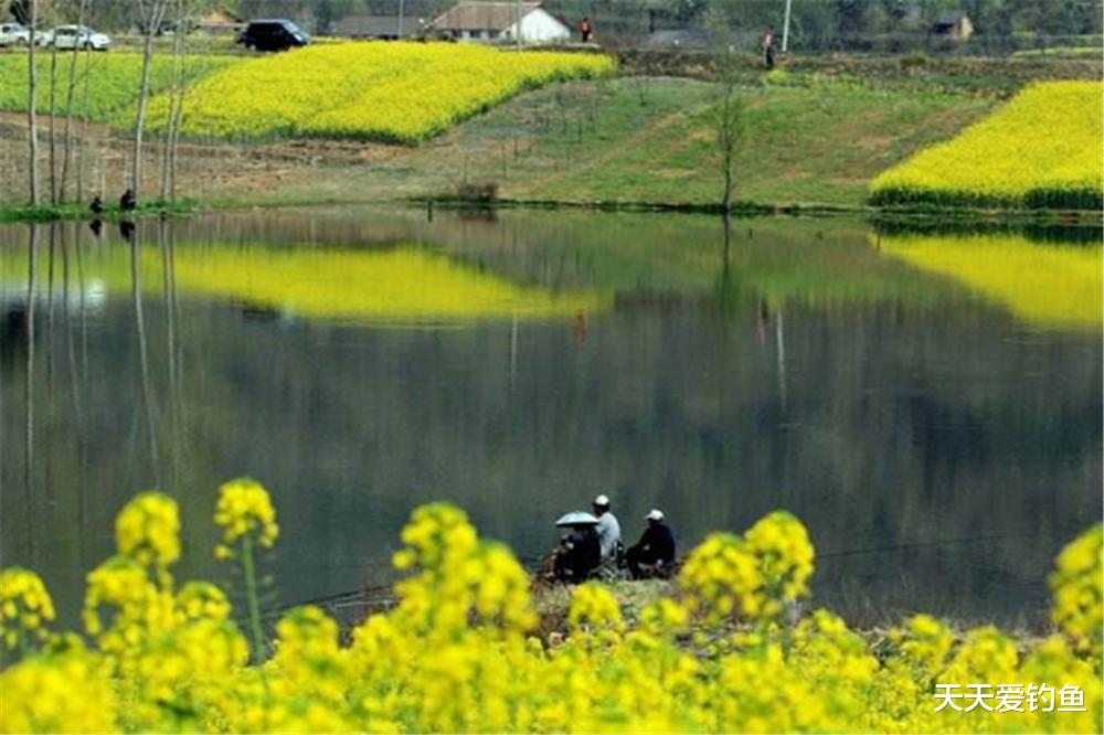 鲫鱼|早春到晚春，野钓鲫鱼方法要变，技巧跟着节气走