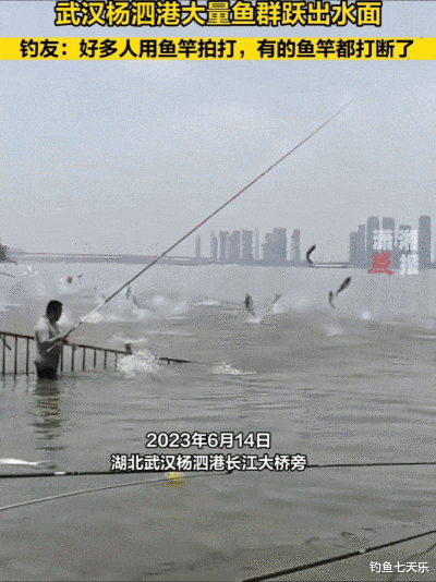 钓鱼|武汉杨泗港大鱼沸腾，钓鱼人蜂拥而至！专家：鱼群释放了警戒物质