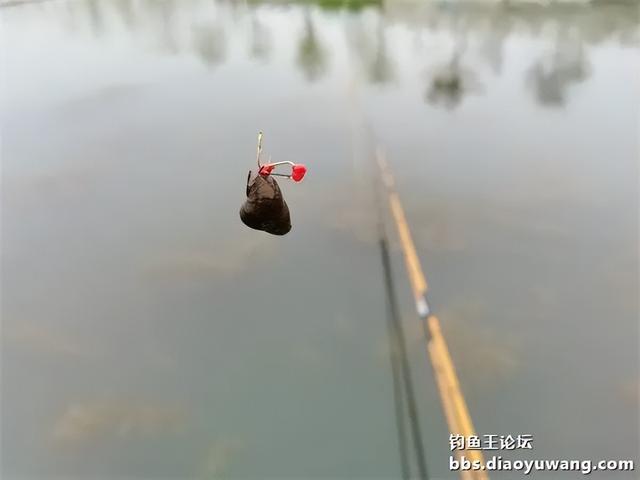 鲫鱼|带钓鱼王访友,一盆放流一碗带走