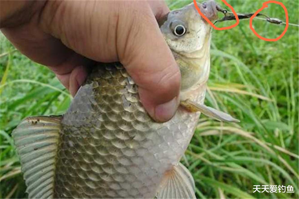 图解七星漂调漂方法，自然水域野钓鲫鱼，这种钓法最是犀利