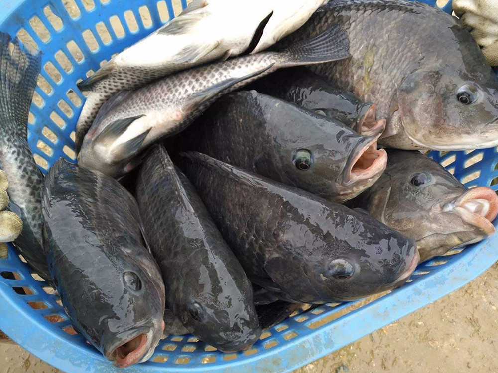 鲈鱼|哪种鱼适合初冬吃?内行人选这4种,肉嫩味美营养多,价钱低又好吃