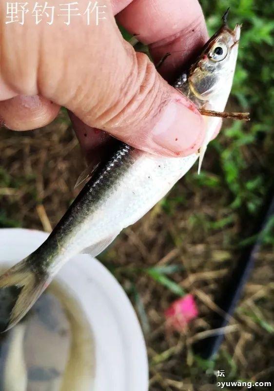 效果给力,今晚吃鱼