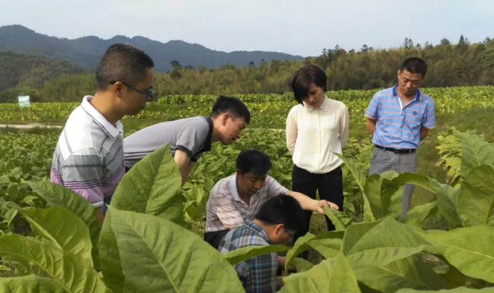 “烟二代”终成过去式？多地烟草局发布新规，打破“世袭制”